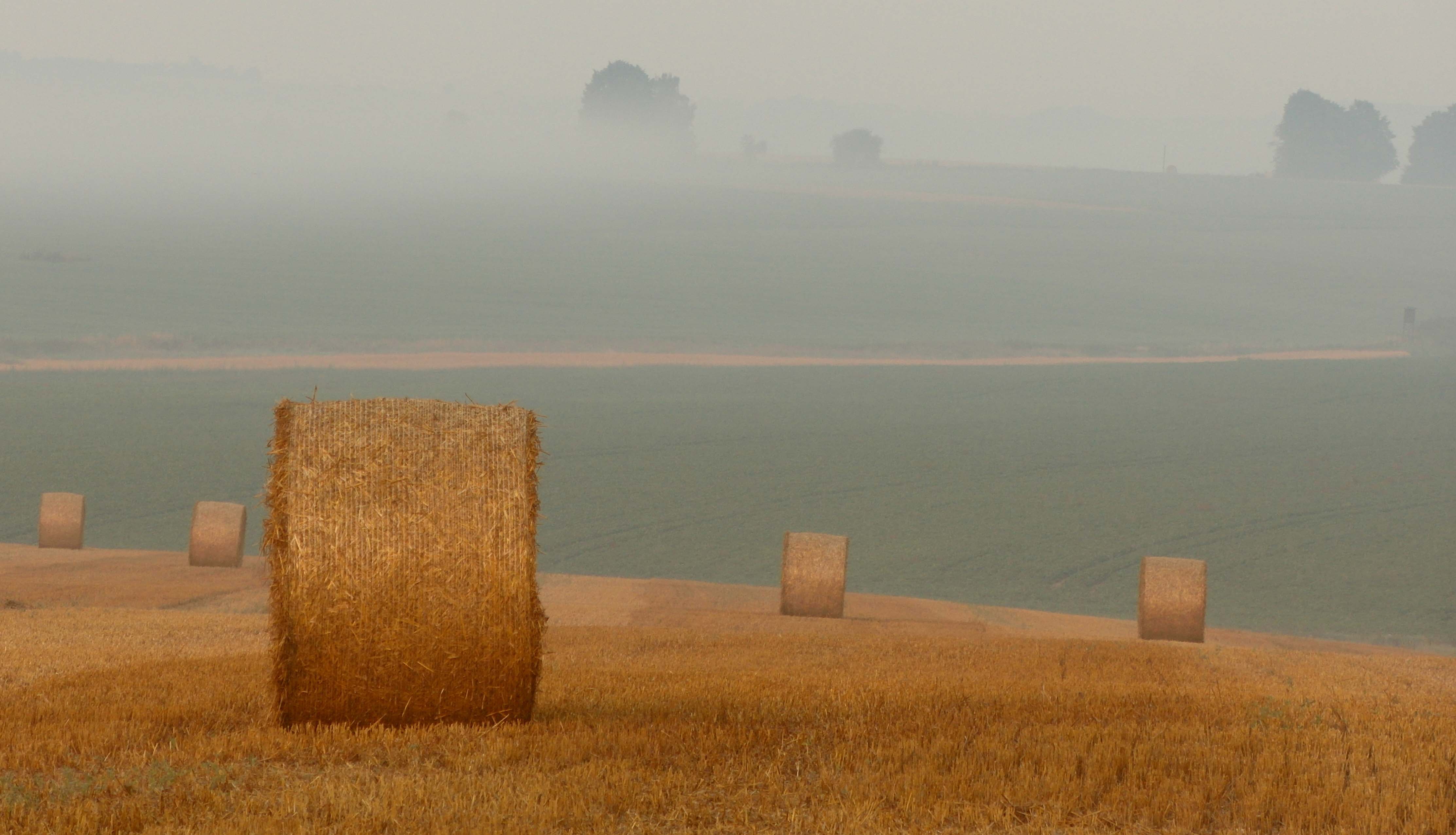 Picture of sustainable agriculture